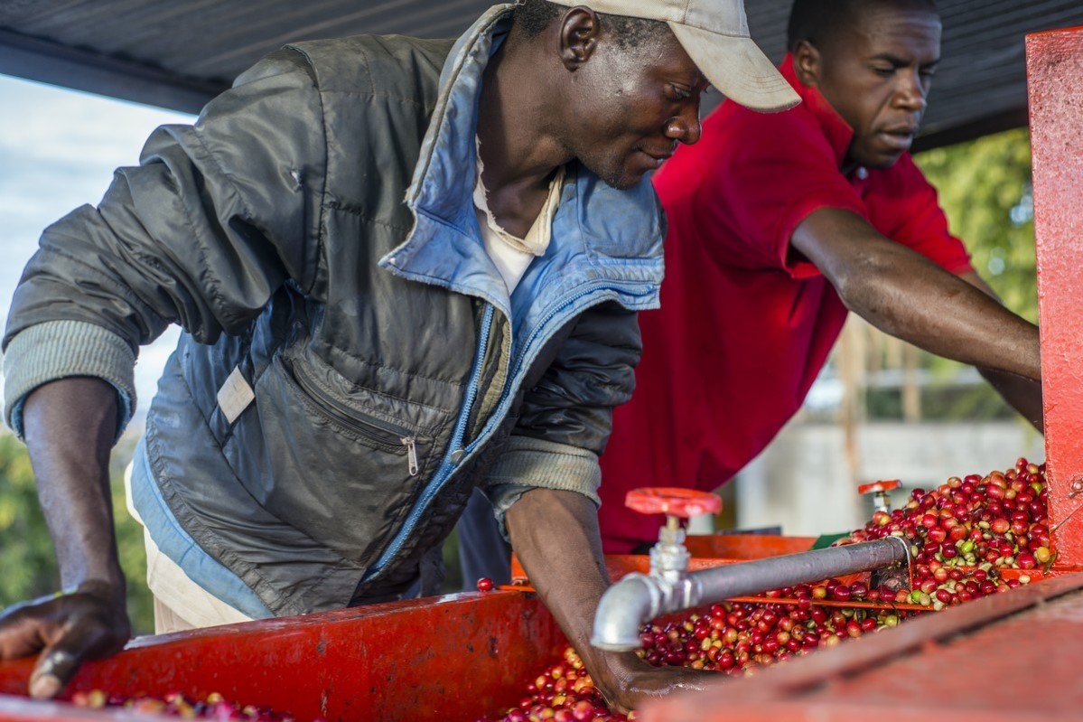 Vasking av kaffebønner, Zambia