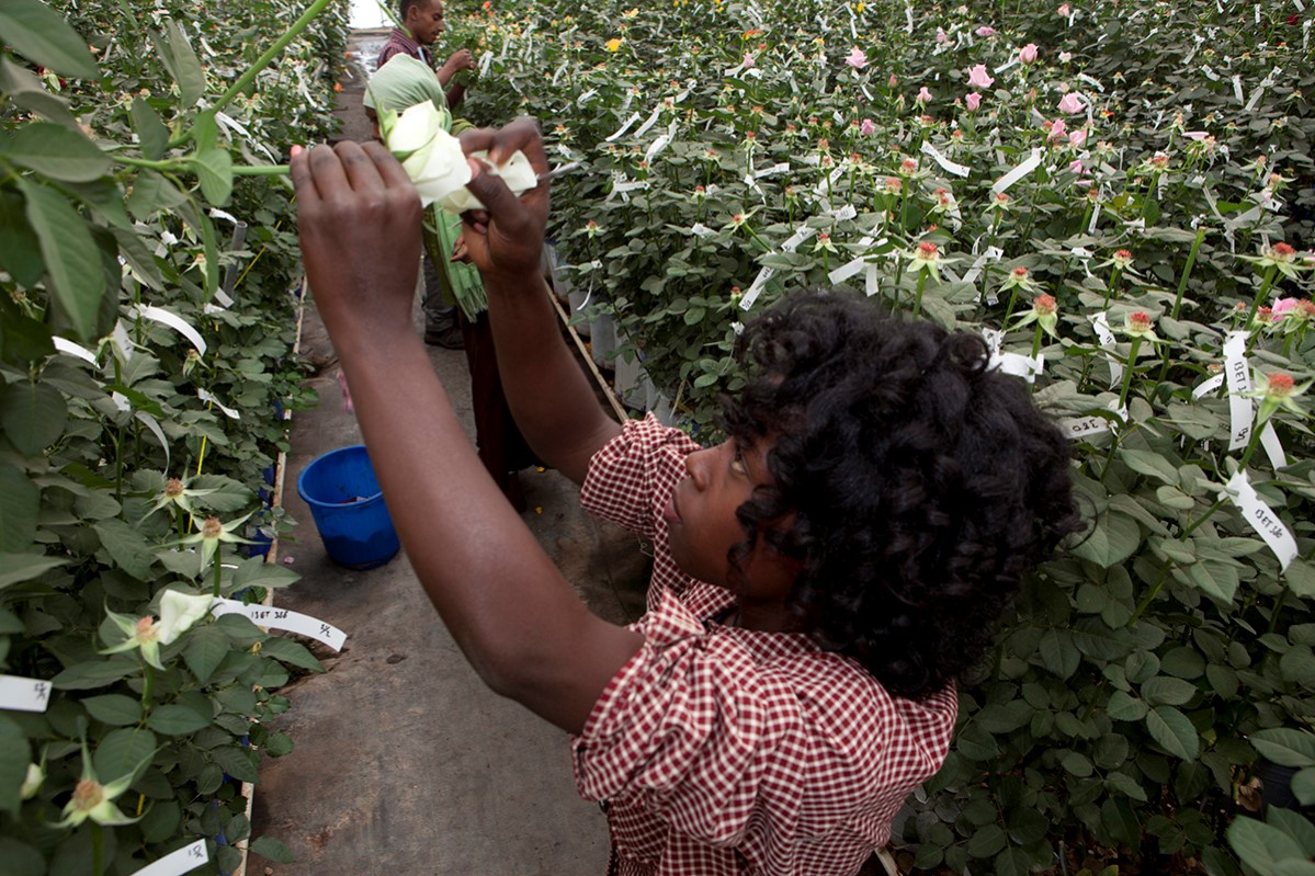 VWPics  income, trading, woman, labourers, development aid, labour, agriculture, horticulture, farm, shoot, worker, female, seedlings, workers, export, harvest, flowers, business, sprout, seeds, work, ethiopian, economy, technology, cheap, entrepreneur, flower, glasshouse, trade, ethiopia, cutting, farmer, job, roses