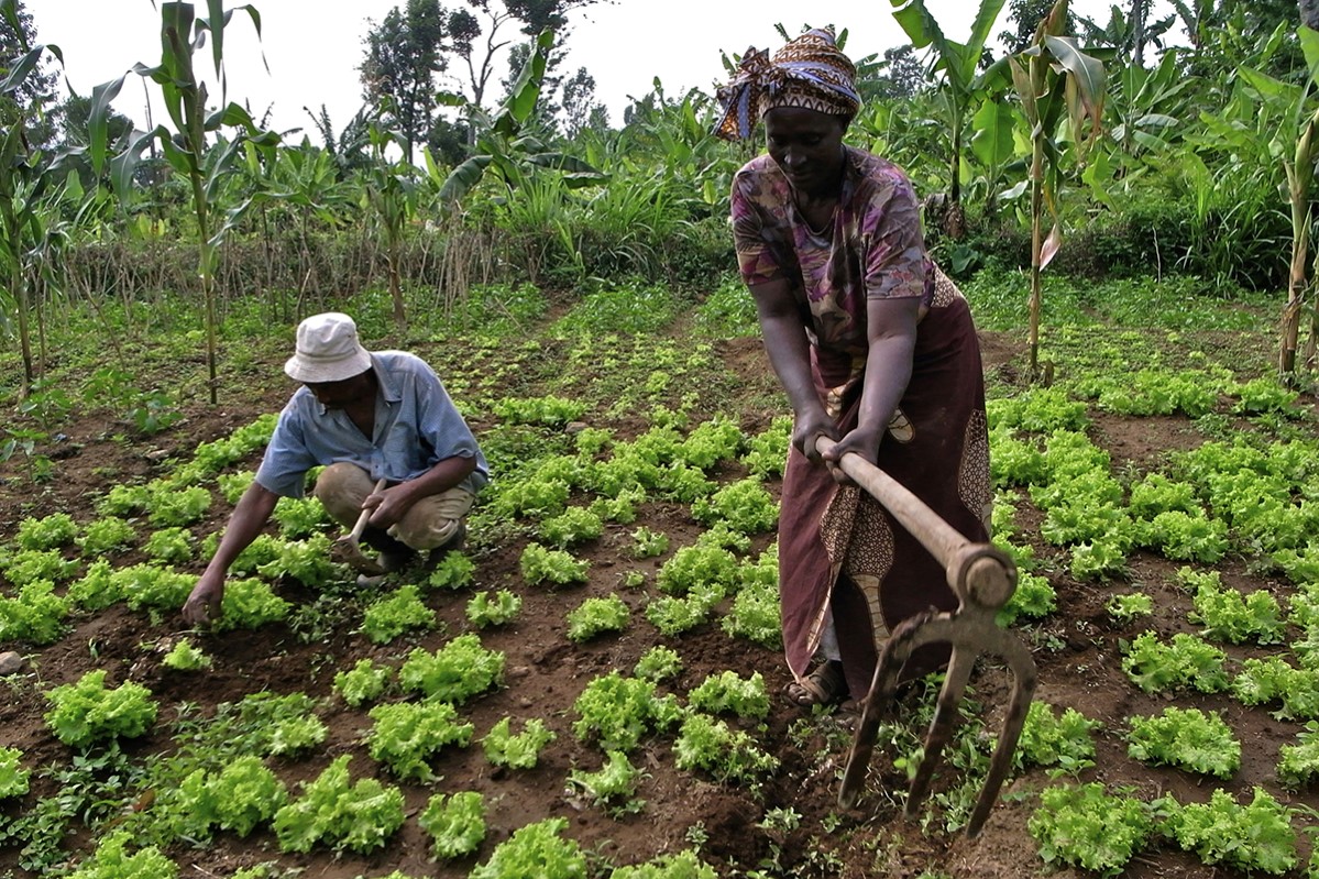 Copyright (c) 2008 Shutterstock. No use without permission.  21743230, VEGETABLE, INDIGENT, GROWING, THIRD, POOR, FROM, WOMAN, AFRICANS, PLANTERS, AFRICA, COUNTRYSIDE, COMMUNITY, COUPLE, FARM, GROWERS, BLACK, AFRICAN, WORLD, FIELDS, WORKING, AGRICULTURE, FIELD, FEMALE, VILLAGE, NKWANDU, AT, AGRICULTURAL, PLANTS, WIFE, WORK, MAN, RELATIONSHIP, SPOUSE, Stock, A, BLUE, SAMUEL, LAND, DEPRIVED, FARMING, FARMER, FAMILY, FARMERS, X, VEGETABLES, EAST, ARUSHA, JOSEPHINE, WHITE, TRAVEL, INDUSTRY, HUSBAND, GREEN, RURAL, Not-Personality, TANZANIA, PEOPLE, THEIR, KAYA, XV, FOOD