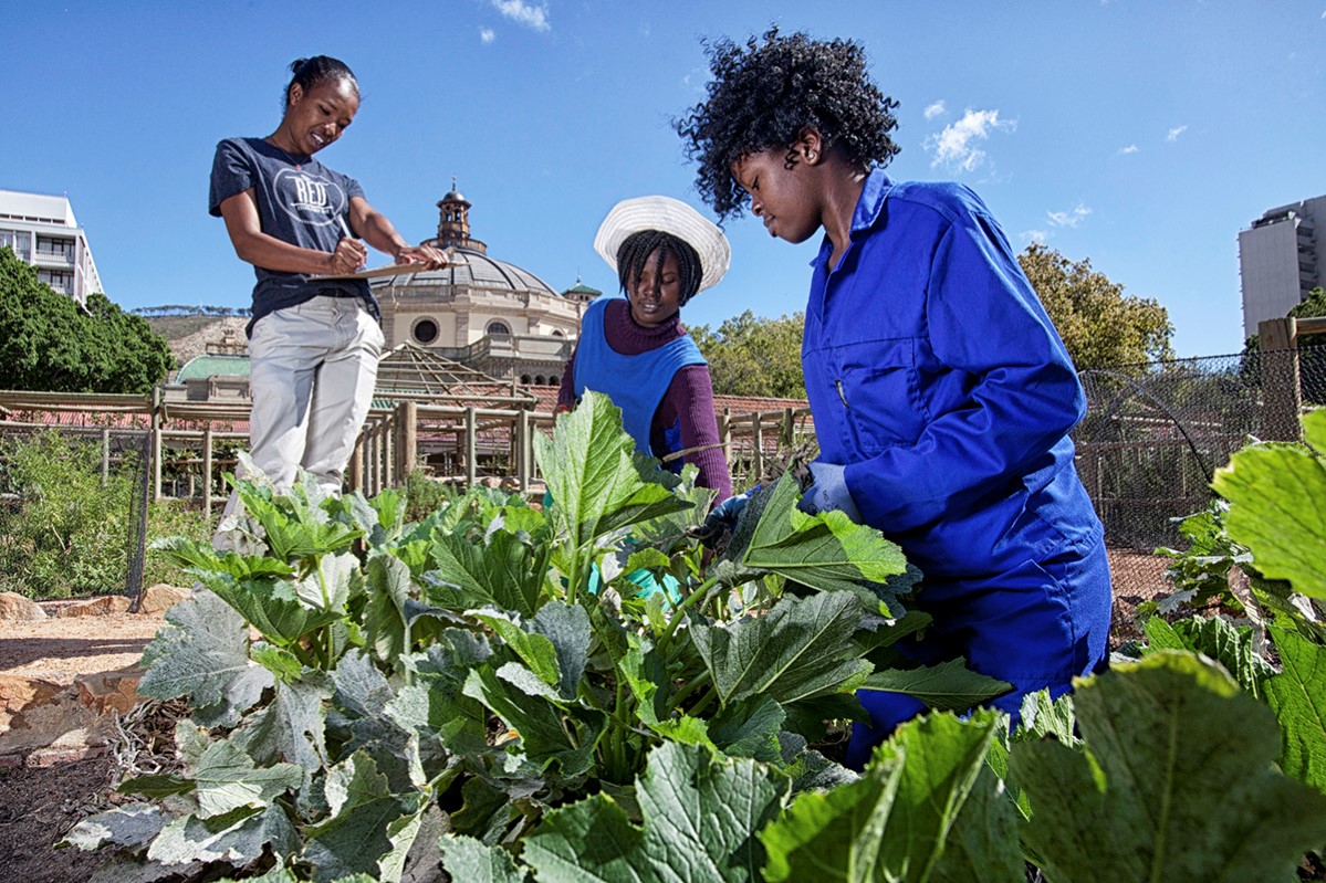 Cape Town, South Africa. Wayne Conradie, Urban Agriculture, agriculture students