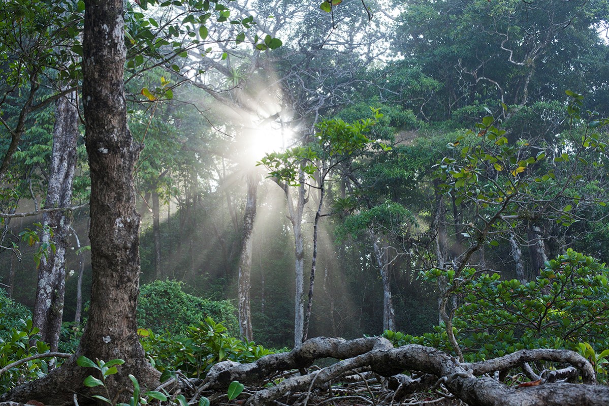 PAUL D STEWART/SCIENCE PHOTO LIBRARY  BEAUTIFUL, CANOPY, COIBA, CONSERVATION, FOREST, HUMID, HUMIDITY, JUNGLE, LIGHT, LUSH, PANAMA, PHOTOSYNTHESIS, PLANTS, RAINFOREST, RAYS, ROOTS, SUN, SUNLIGT, SUNSHINE, WALLPAPER, WORLD HERITAGE SITE