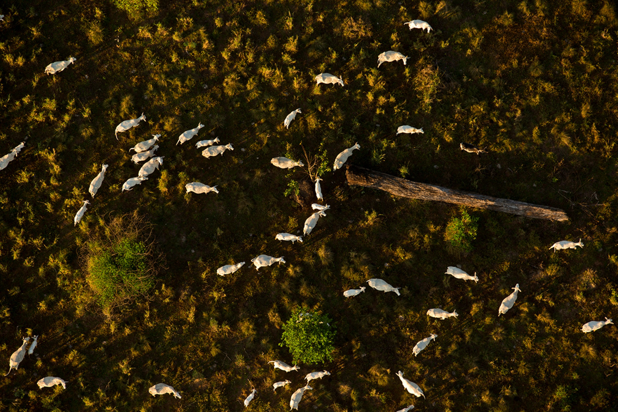 ©Dado Galdieri  South America, Brazil, Acre, Environment, Amazon, Rainforest, Aerials, South America, Brazil, Acre, Environment, Amazon, Rainforest, Ae