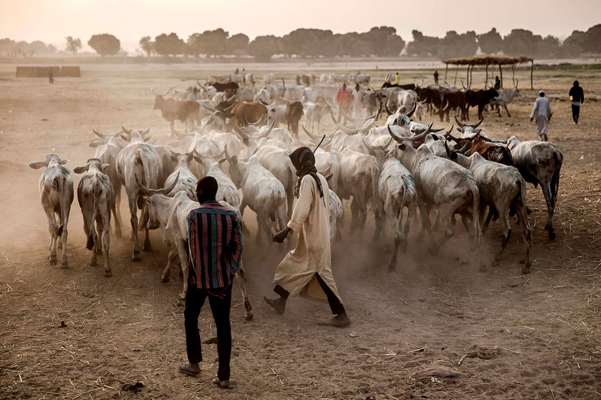 AFP or licensors  agriculture, Horizontal, unrest, animal, vote